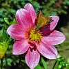 Dalia - introduced